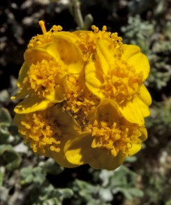Golden Yarrow - Eriophyllum confertiflorum