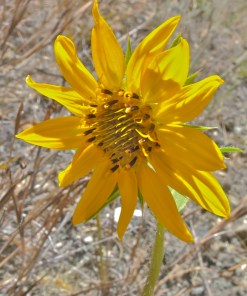 Serpentine Sunflower - Helianthus bolanderi