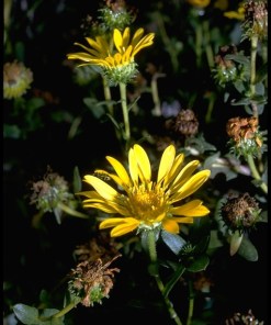 Gumplant (Great Valley) - Grindelia camporum