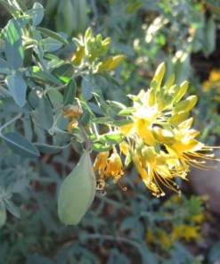 Bladderpod - Paritoma arborea
