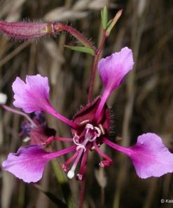 Elegant Clarkia - Clarkia unguiculata