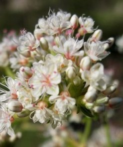 California Buckwheat - Eriogonum fasciculatum