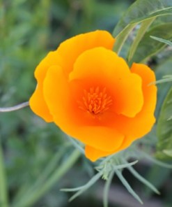 California Poppy - Eschscholzia californica