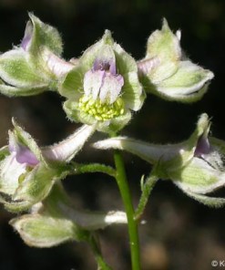 Larkspur - Delphinium