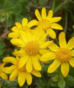 Common Woolly Sunflower - Eriophyllum lanatum var. arachnoideum