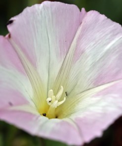 Island Morning Glory - Calystegia macrostegia ssp. macrostegia