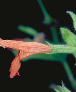 Monkey Flower - Diplacus aurantiacus