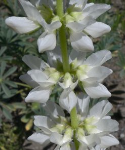 Dense Flowered Platycarpos - Lupinus microcarpus densiflorus