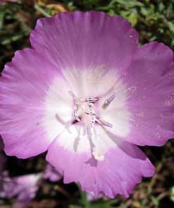 Punch Bowl Godetia - Clarkia bottae
