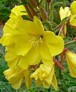 Hookers Evening Primrose - Oenothera elata