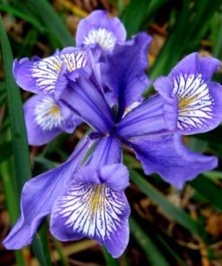 Douglas Iris - Iris douglasiana