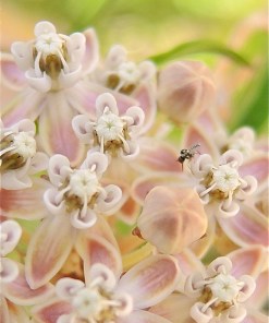 Narrowleaf milkweed - Asceplias fascicularis