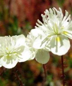 Creamcups - Platystemon californicus