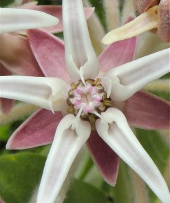 Showy milkweed - Asceplias speciosa